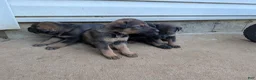 Mixed Breed dogs for sale: Mixed Breed 1 - Ad 1