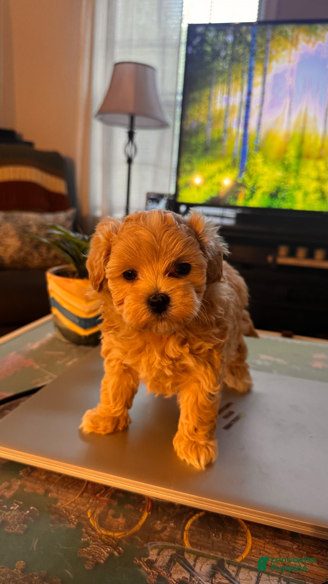 Maltipoo dogs for sale: Maltipoo Puppy 2 - Ad 1