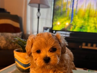 Maltipoo dogs Maltipoo Puppy 2 - Ad 5