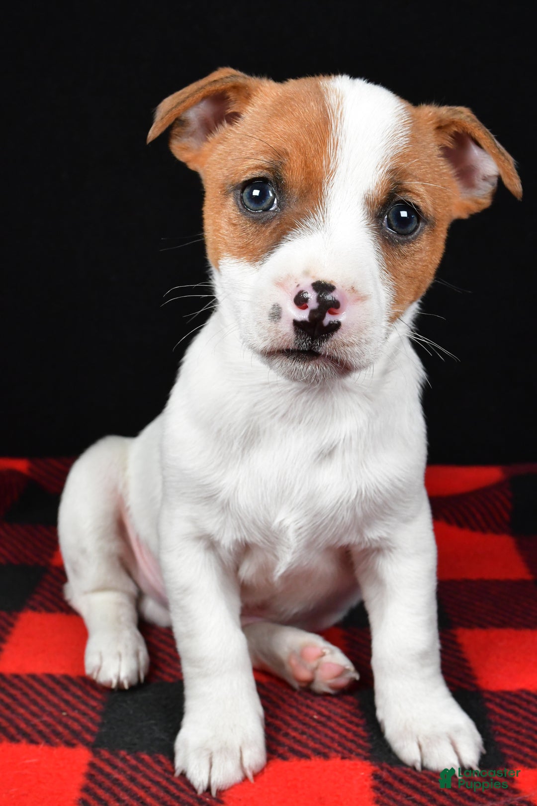 Jack Russell Terrier dogs for sale: Thunder - Ad 4