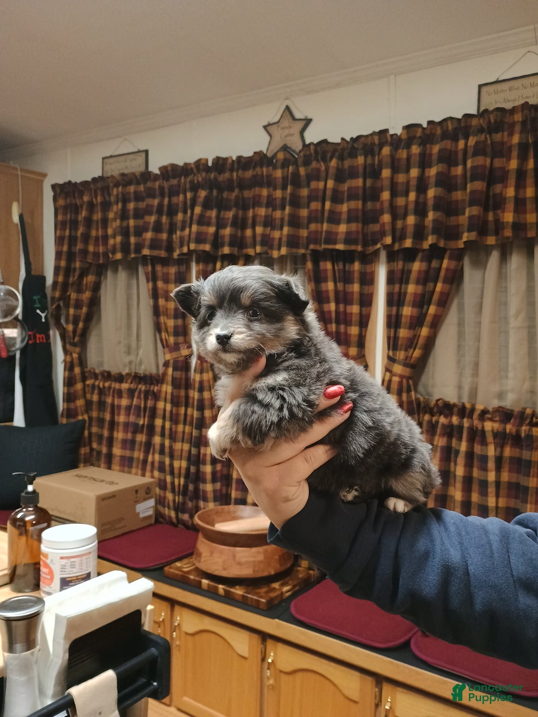 Chihuahua dogs for sale: Gizmo blue toy - Ad 3