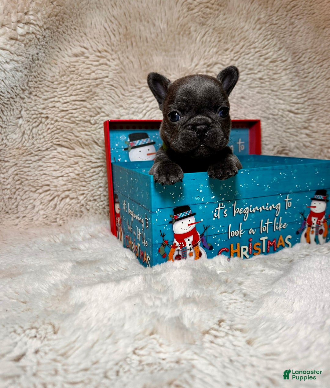 French Bulldog dogs for sale: Prince Charming - Ad 2