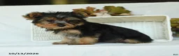 Yorkshire Terrier dogs for sale: Sebastian - Ad 5