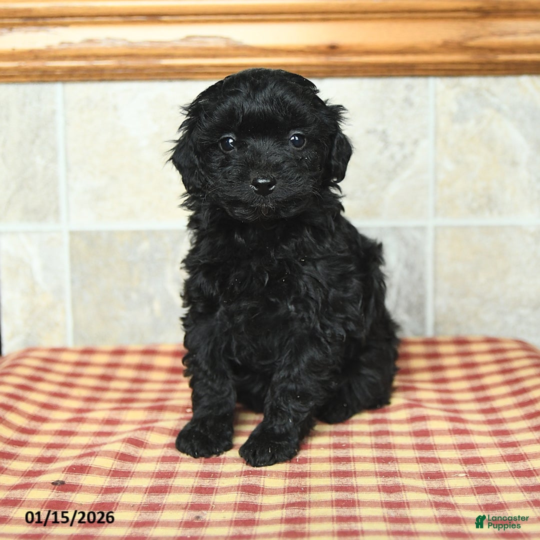 Yorkiepoo dogs for sale: Eva - Ad 2