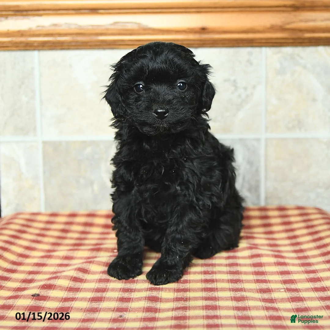 Yorkiepoo dogs for sale: Eva - Ad 2