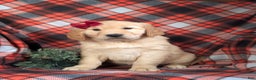Golden Retriever dogs for sale: Breanne - Ad 2