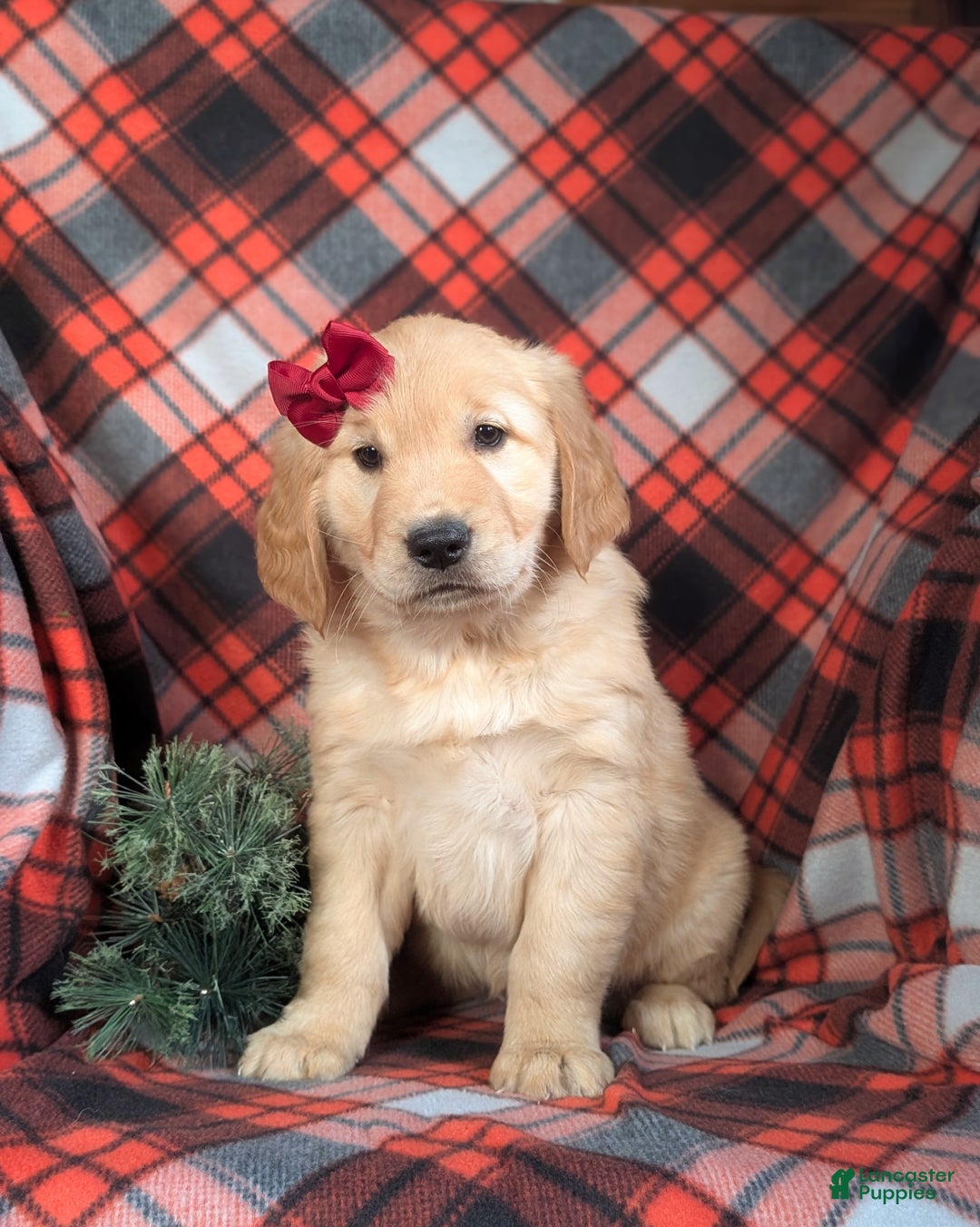 Golden Retriever dogs for sale: Breanne - Ad 2