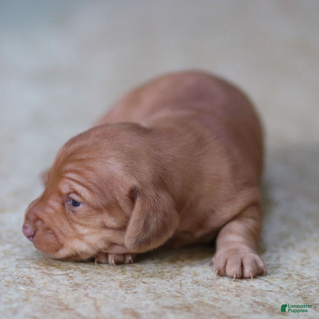 Miniature Dachshund dogs for sale: Olivia - Ad 1