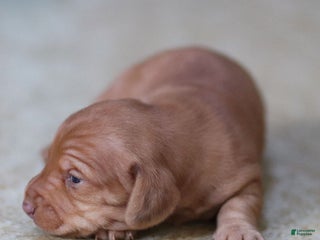 Miniature Dachshund dogs Olivia - Ad 6