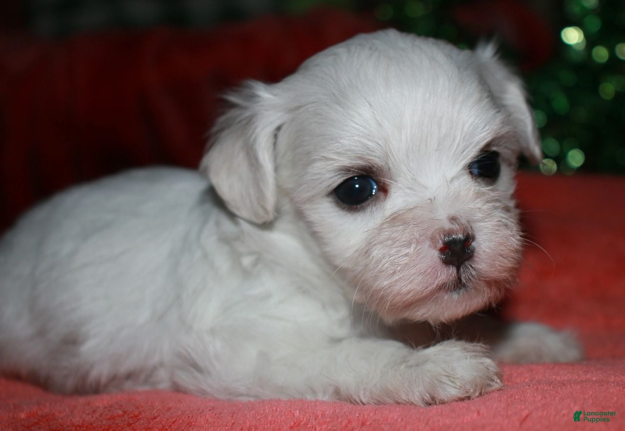 Maltese dogs Farrah - Ad 2