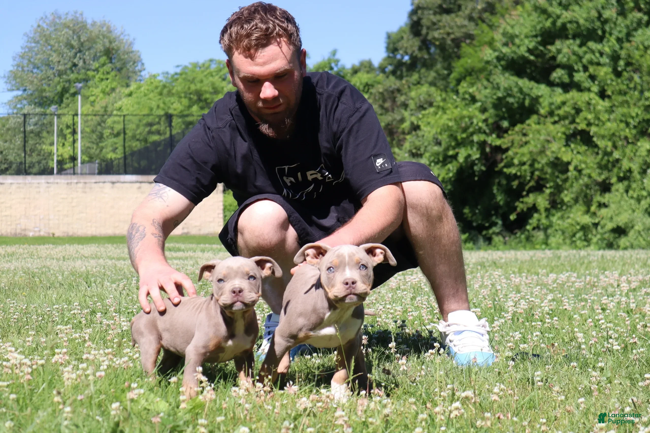 American Bully dogs American Bully Puppy 1 - Ad 2