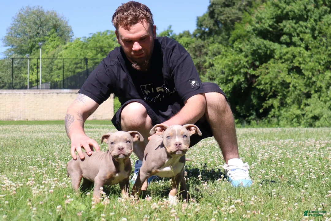 American Bully dogs for sale: American Bully Puppy 1 - Ad 2