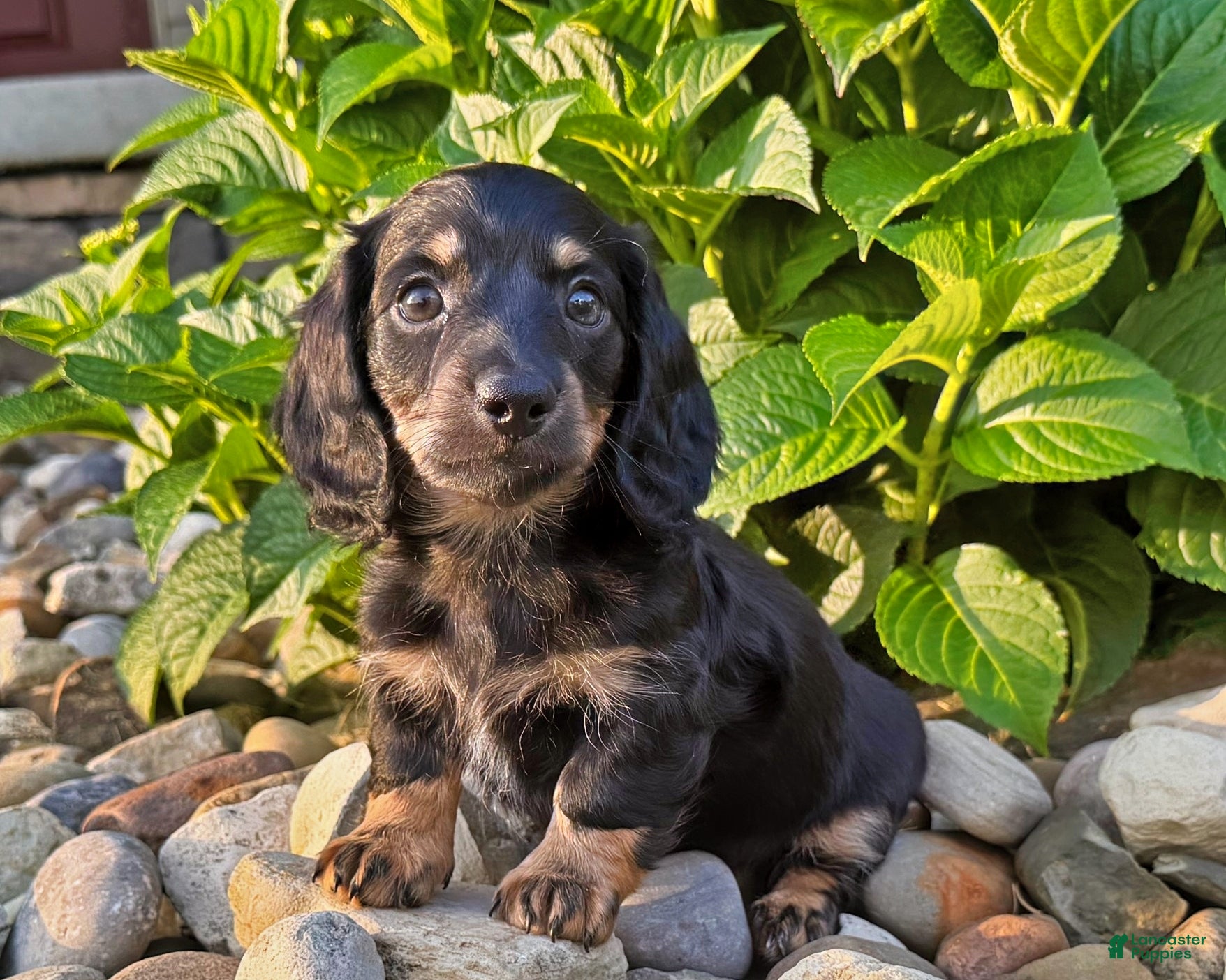 Miniature Dachshund dogs Marion - Ad 1