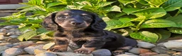 Miniature Dachshund dogs for sale: Marion - Ad 1