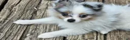 Pomeranian dogs for sale: Izza the Lovely  - Ad 4