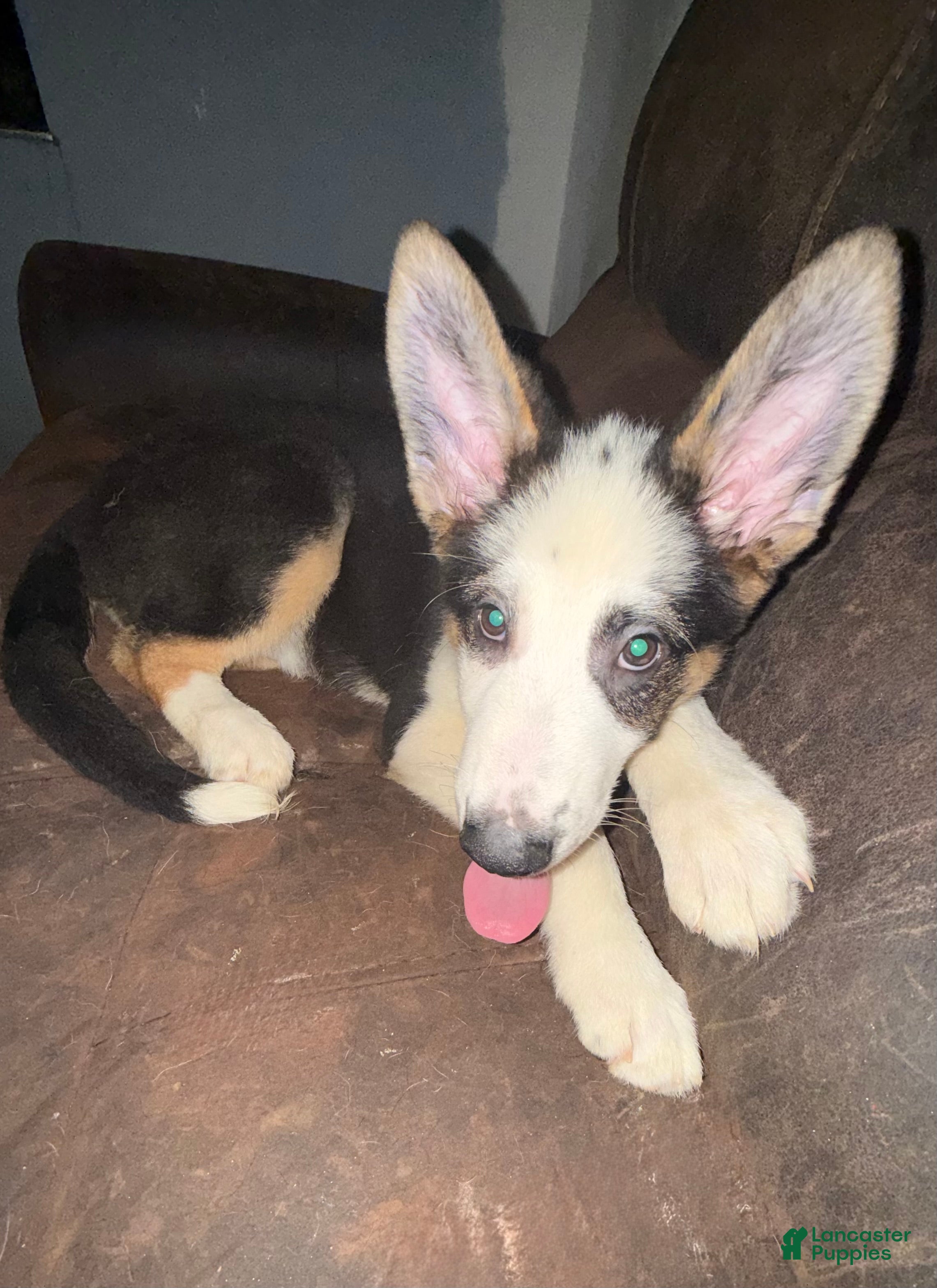 German Shepherd dogs Grinch - Ad 1