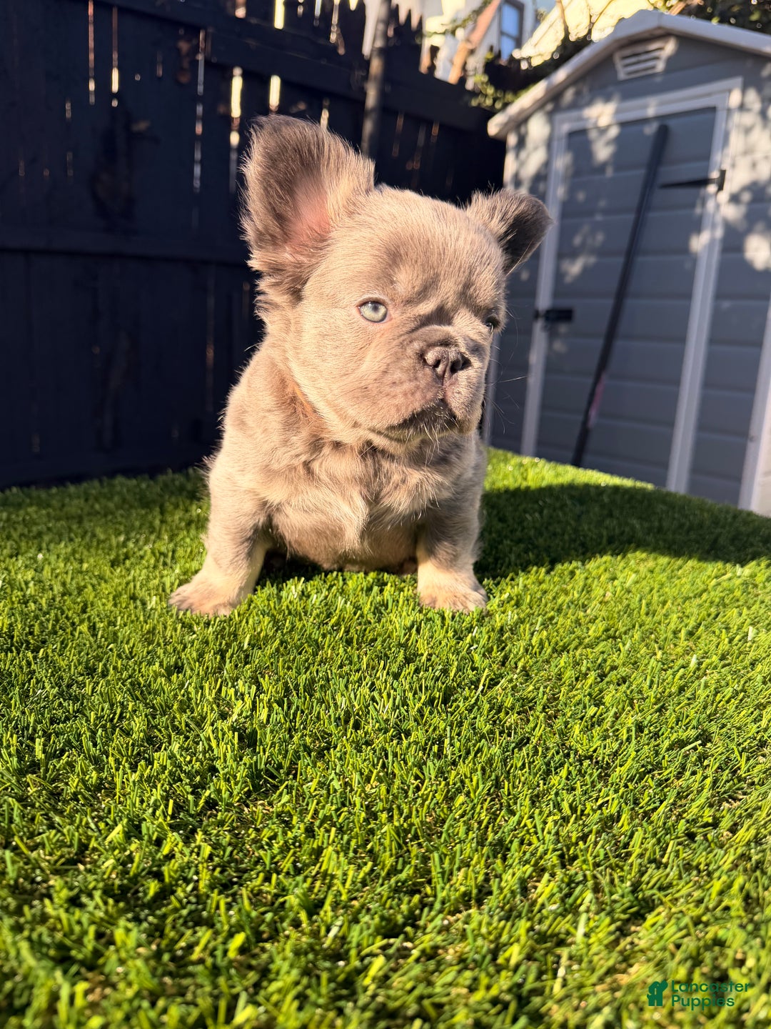 French Bulldog dogs for sale: Summer - Ad 3