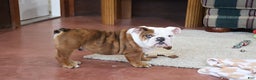 English Bulldog dogs for sale: English Bulldog Puppy 1 - Ad 5