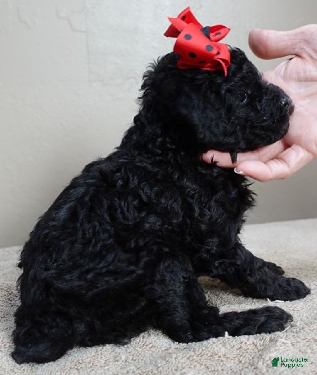 Toy Poodle dogs for sale: Kaida solid black - Ad 6