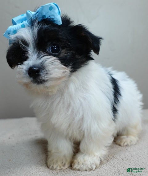 Yorkshire Terrier dogs Presley dob 10/13 - Ad 1