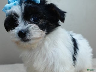 Yorkshire Terrier dogs Presley dob 10/13 - Ad 2