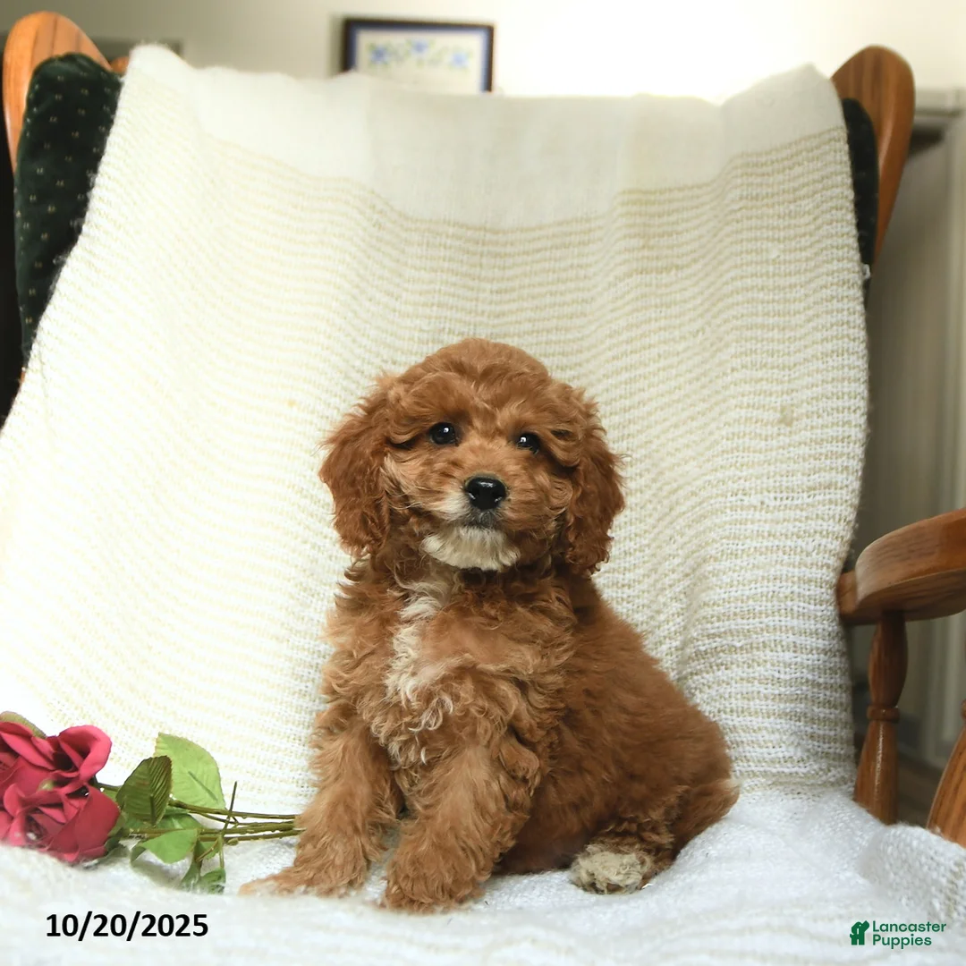 Cockapoo dogs for sale: Carter - Ad 33