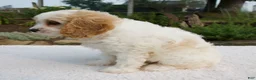 Cavapoo dogs for sale: Daphne - Ad 4