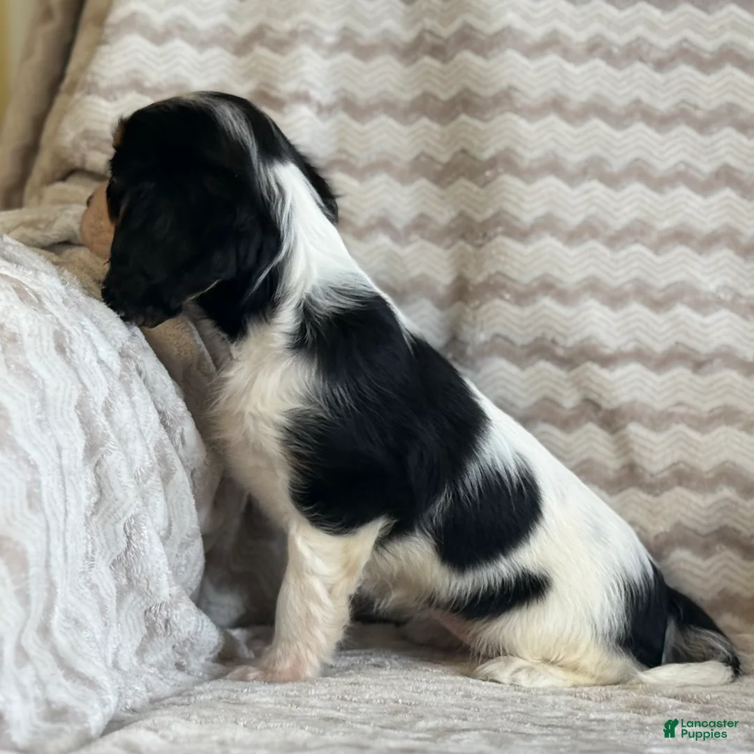 Cavalier King Charles Spaniel dogs for sale: Tammy - Ad 6