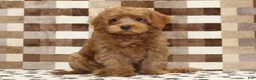 Cavapoo dogs for sale: Scout - Ad 3