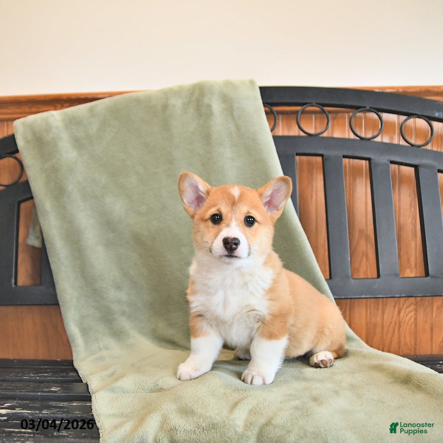 Welsh Corgi Pembroke dogs Torie - Ad 1