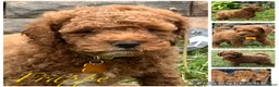 Miniature Poodle dogs for sale: Frappe’ - Ad 2