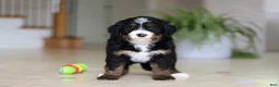 Mini Bernedoodle dogs for sale: Tulsi - Ad 3
