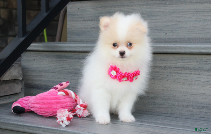 Pomeranian dogs Roxy - Ad 1