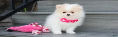 Roxy