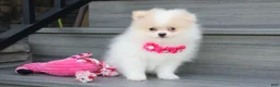 Pomeranian dogs for sale: Roxy - Ad 1