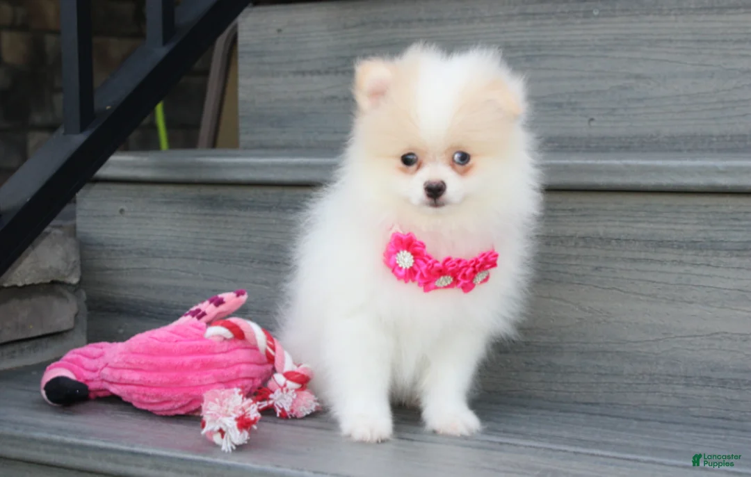 Pomeranian dogs for sale: Roxy - Ad 1
