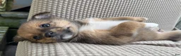 Mixed Breed dogs for sale: Mixed Breed 2 - Ad 2