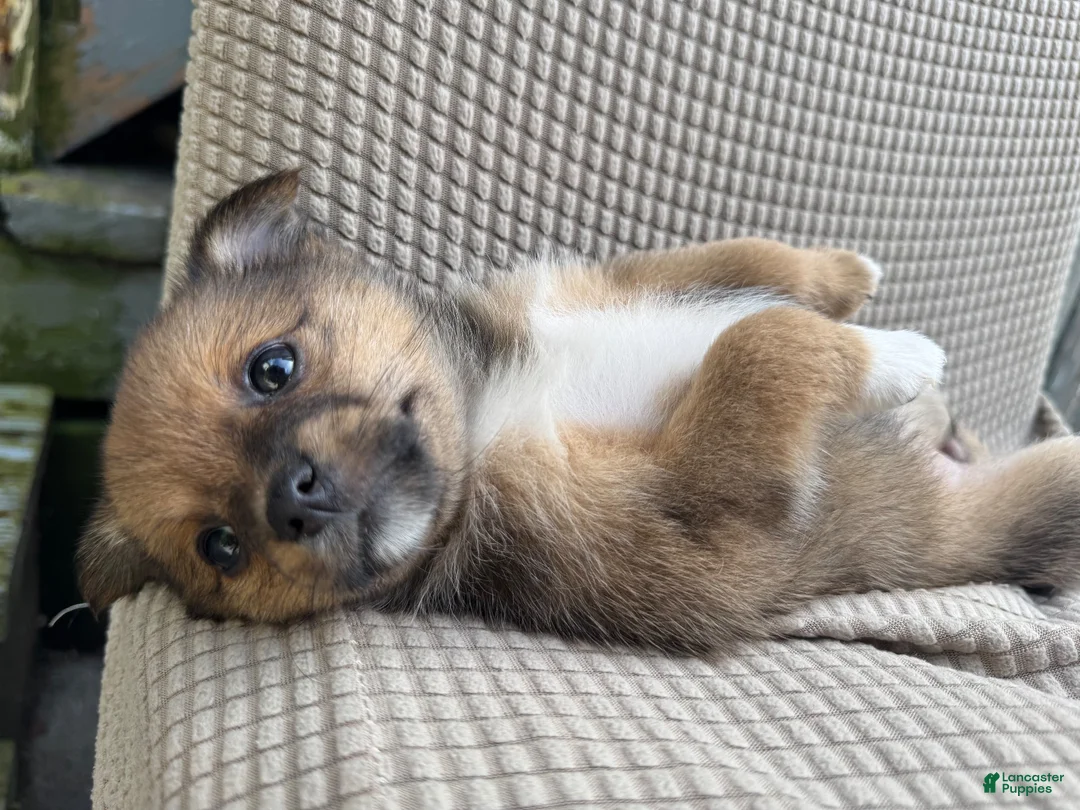 Mixed Breed dogs for sale: Mixed Breed 2 - Ad 2