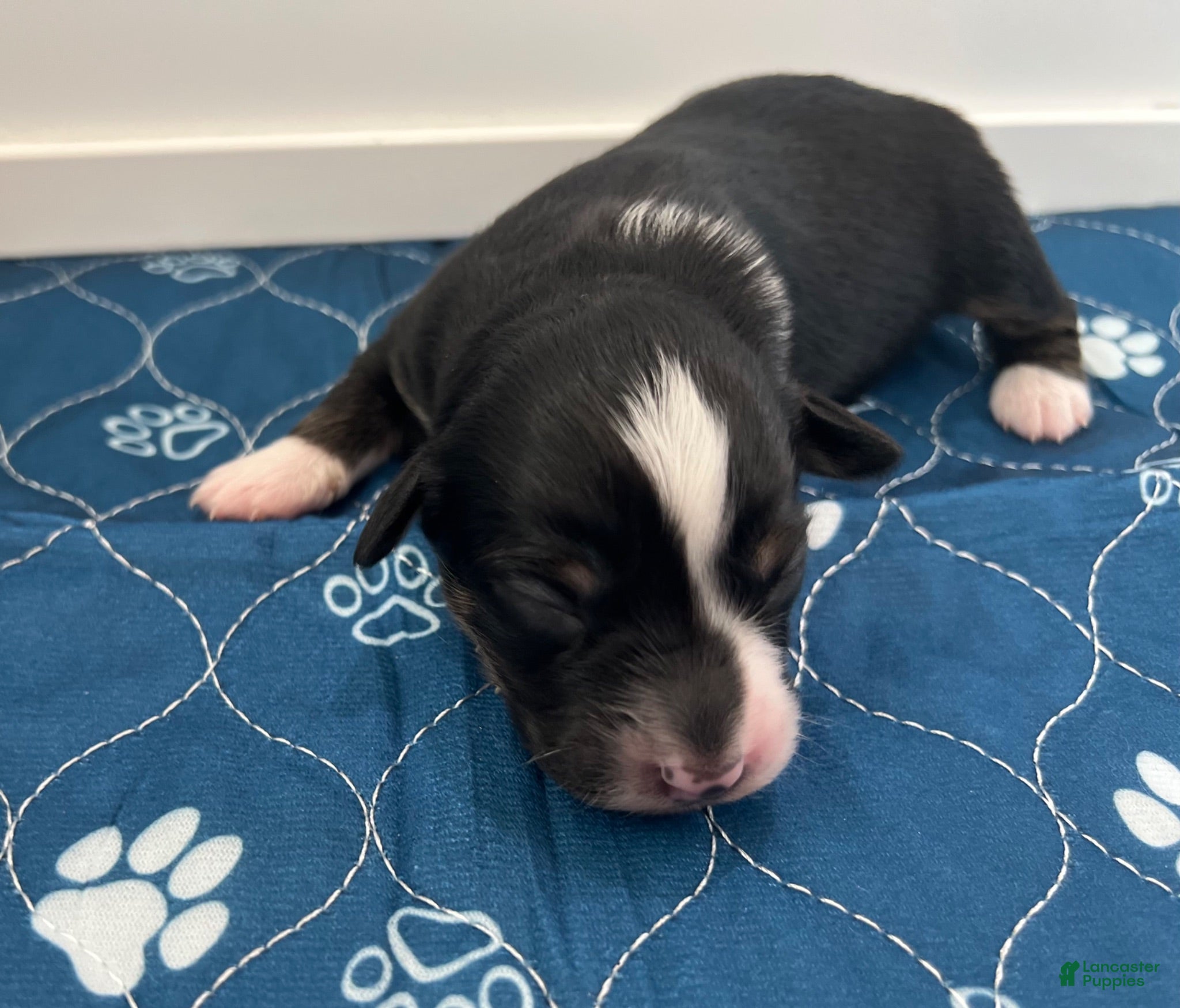 Miniature Australian Shepherd dogs Miniature Australian Shepherd 6 - Ad 1