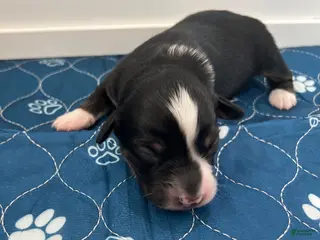 Miniature Australian Shepherd dogs for sale: Miniature Australian Shepherd 6 - Ad 1