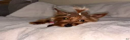 Yorkshire Terrier dogs for sale: Yorkshire Terrier 1 - Ad 5