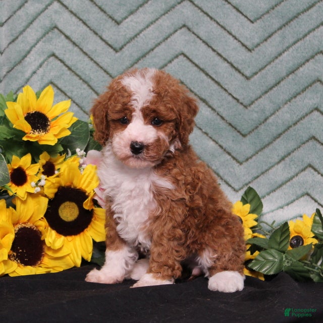 Miniature Poodle dogs Yessica - Ad 2