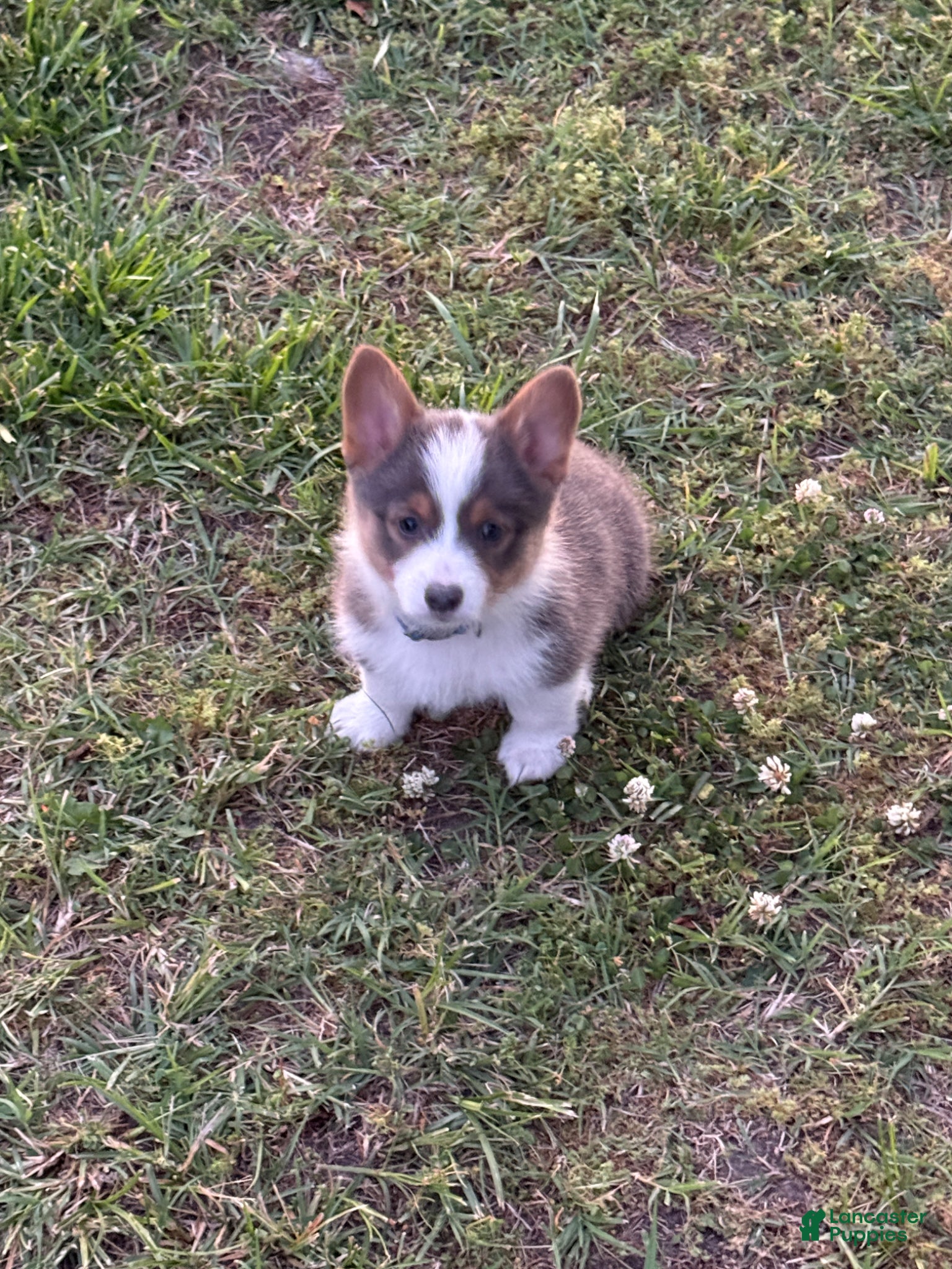 American Corgi dogs for sale: American Corgi Puppy 1 - Ad 1