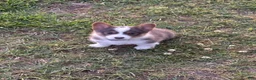 American Corgi dogs for sale: American Corgi Puppy 1 - Ad 1