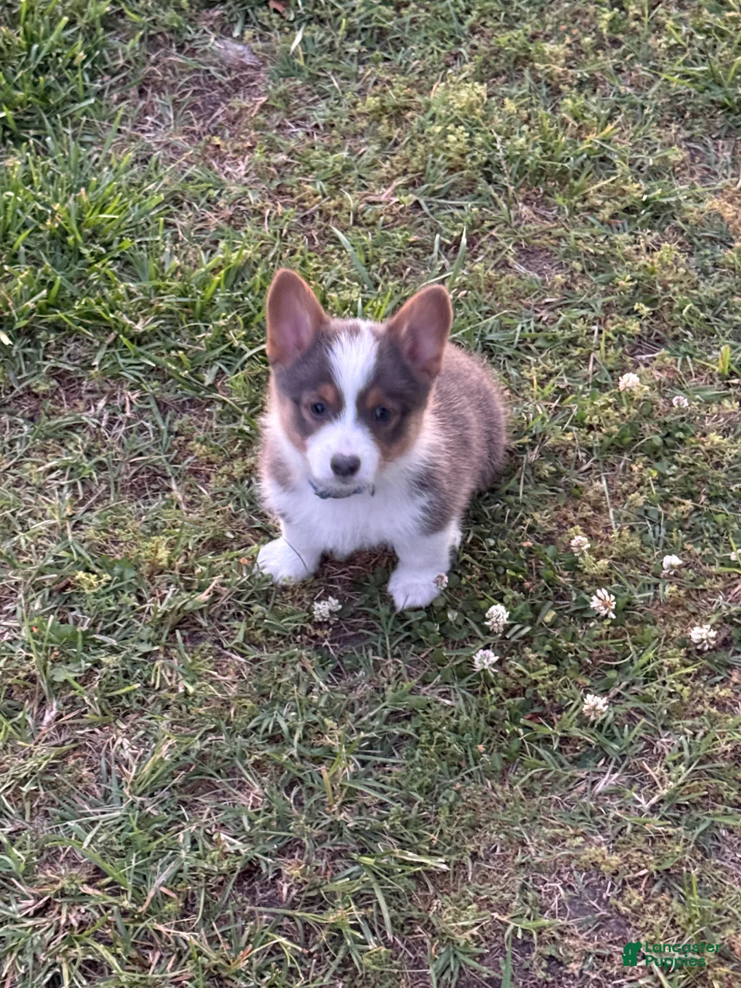 American Corgi dogs for sale: American Corgi Puppy 1 - Ad 1