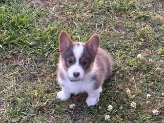 American Corgi dogs for sale: American Corgi Puppy 1 - Ad 1