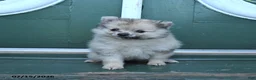 Pomeranian dogs for sale: Dotty - Ad 2