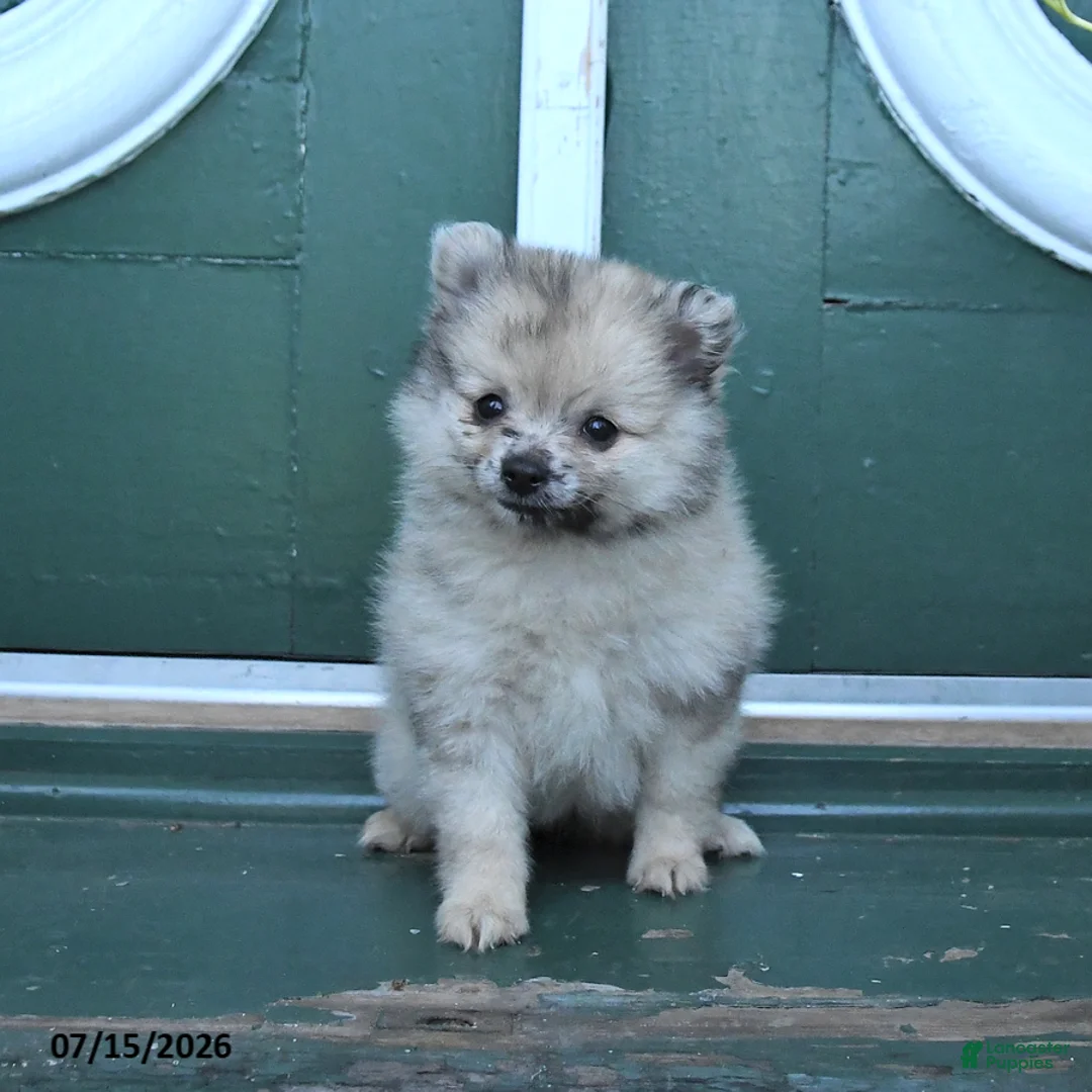 Pomeranian dogs for sale: Dotty - Ad 2