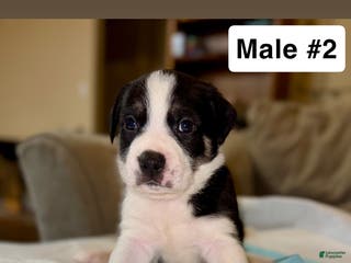 Mixed Breed dogs Mixed Breed Puppy 2 - Ad 8