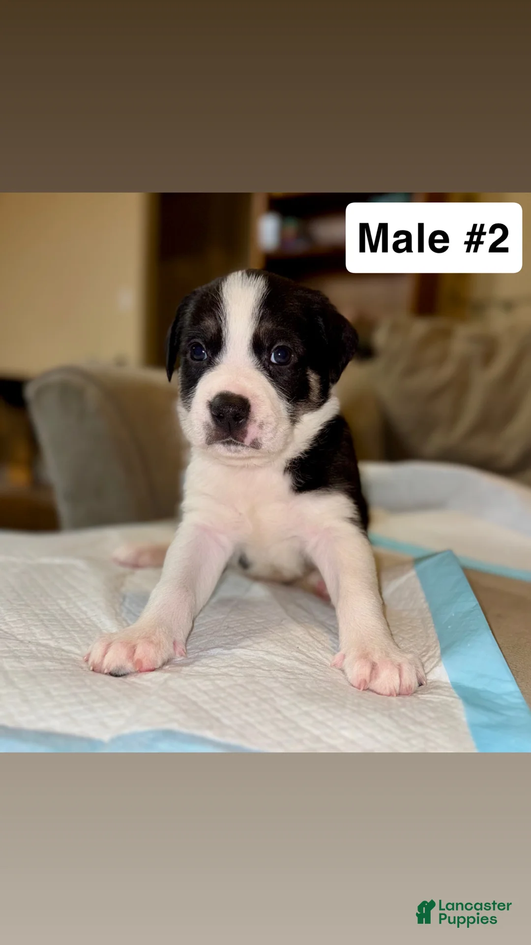 Mixed Breed dogs for sale: Mixed Breed Puppy 2 - Ad 1